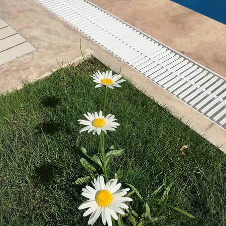 ホテル Casa Pallet (adults Only) ダルヤン